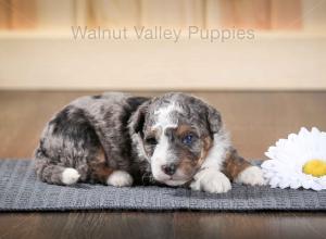 tri-colored F2 mini bernedoodle near Chicago Illinois