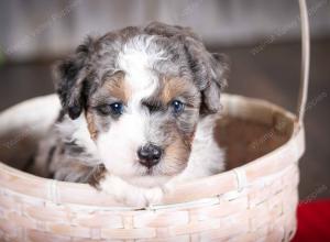 f2 tri-colored mini bernedoodle near Chicago Illinois