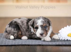 tri-colored F2 mini bernedoodle near Chicago Illinois