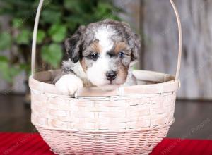 f2 tri-colored mini bernedoodle near Chicago Illinois