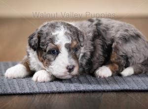 tri-colored F2 mini bernedoodle near Chicago Illinois