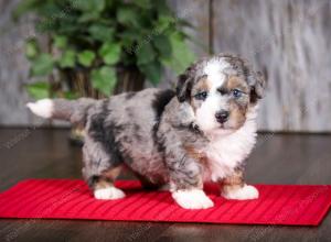 f2 tri-colored mini bernedoodle near Chicago Illinois