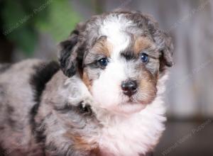 f2 tri-colored mini bernedoodle near Chicago Illinois