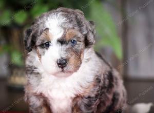 f2 tri-colored mini bernedoodle near Chicago Illinois