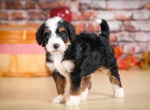 tri-colored male standard bernedoodle near Chicago Illinois