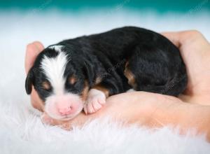 tri-colored male standard bernedoodle near Chicago Illinois