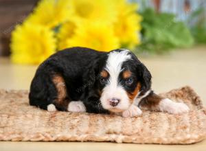 tri-colored male standard bernedoodle near Chicago Illinois