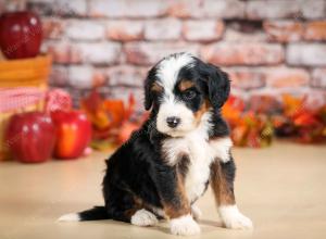 tri-colored male standard bernedoodle near Chicago Illinois