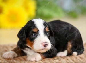 tri-colored male standard bernedoodle near Chicago Illinois