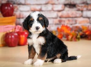 tri-colored male standard bernedoodle near Chicago Illinois