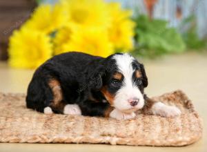 tri-colored male standard bernedoodle near Chicago Illinois