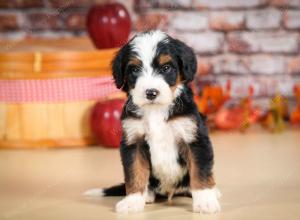 tri-colored male standard bernedoodle near Chicago Illinois