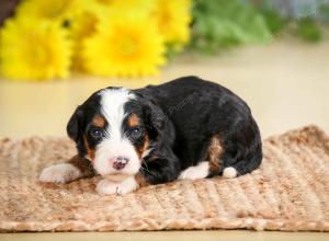 tri-colored male standard bernedoodle near Chicago Illinois