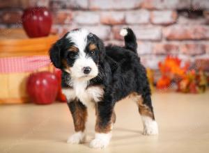 tri-colored male standard bernedoodle near Chicago Illinois