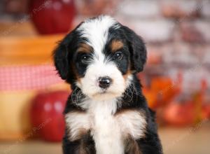 tri-colored male standard bernedoodle near Chicago Illinois