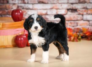 tri-colored female standard bernedoodle near Chicago Illinois