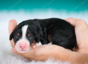 tri-colored female standard bernedoodle near Chicago Illinois