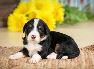 tri-colored female standard bernedoodle near Chicago Illinois