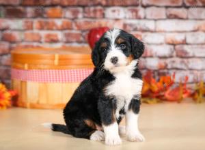 tri-colored female standard bernedoodle near Chicago Illinois