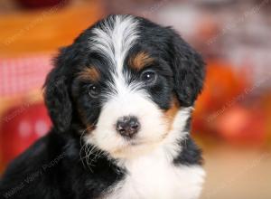 tri-colored female standard bernedoodle near Chicago Illinois