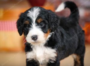 tri-colored female standard bernedoodle near Chicago Illinois