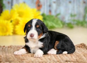 tri-colored female standard bernedoodle near Chicago Illinois