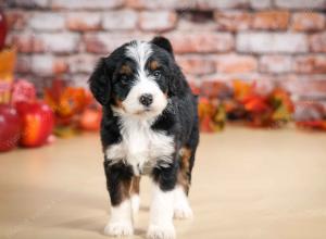 tri-colored female standard bernedoodle near Chicago Illinois