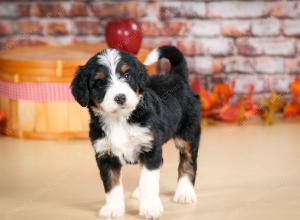 tri-colored female standard bernedoodle near Chicago Illinois