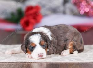 mini bernedoodle near Saint Louis MO