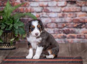 mini bernedoodle near Saint Louis MO