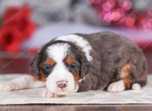 mini bernedoodle near Saint Louis MO