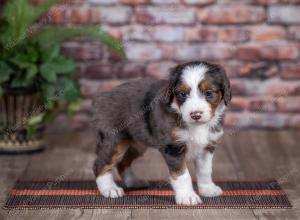 mini bernedoodle near Saint Louis MO