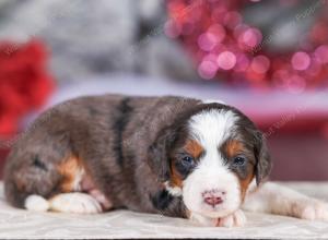 mini bernedoodle near Saint Louis MO