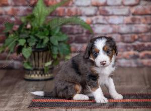 mini bernedoodle near Saint Louis MO