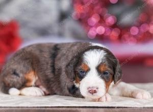 mini bernedoodle near Saint Louis MO