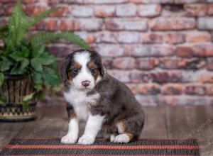 mini bernedoodle near Saint Louis MO