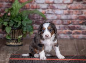 mini bernedoodle near Saint Louis MO