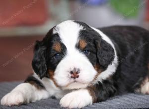 tri-colored male mini bernedoodle near Chicago Illinois