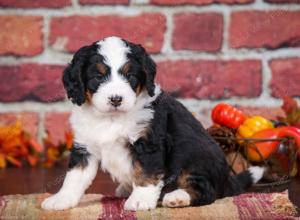 tri-colored male mini bernedoodle near Chicago Illinois