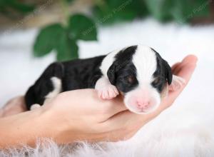 tri-colored male mini bernedoodle near Chicago Illinois