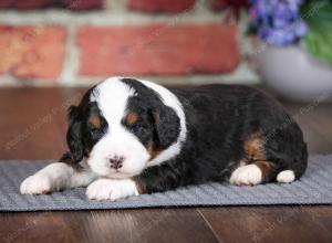 tri-colored male mini bernedoodle near Chicago Illinois