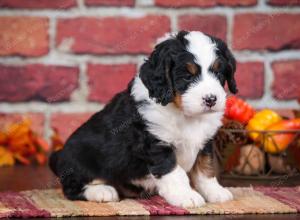 tri-colored male mini bernedoodle near Chicago Illinois