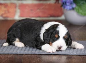 tri-colored male mini bernedoodle near Chicago Illinois