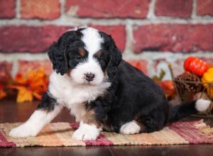 tri-colored male mini bernedoodle near Chicago Illinois