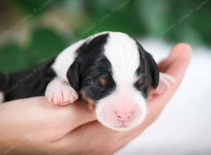 tri-colored male mini bernedoodle near Chicago Illinois