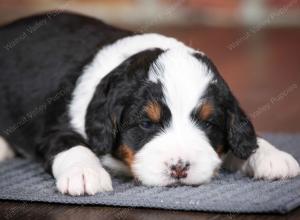 tri-colored male mini bernedoodle near Chicago Illinois