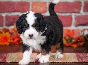 tri-colored male mini bernedoodle near Chicago Illinois