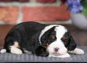 tri-colored male mini bernedoodle near Chicago Illinois