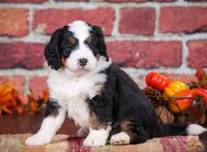 tri-colored male mini bernedoodle near Chicago Illinois