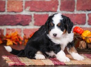 tri-colored male mini bernedoodle near Chicago Illinois